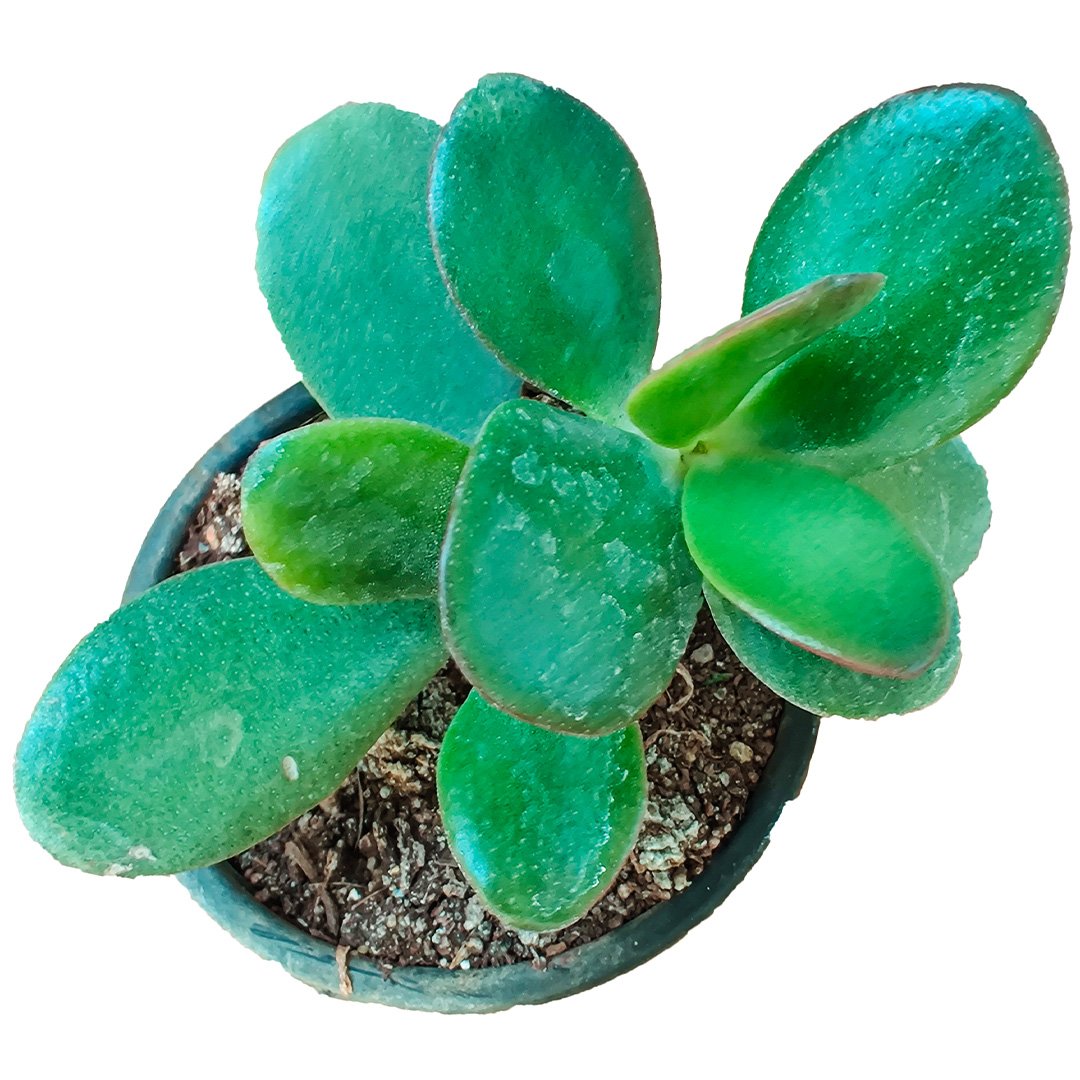 Crassulla Ovata Kuberakshi